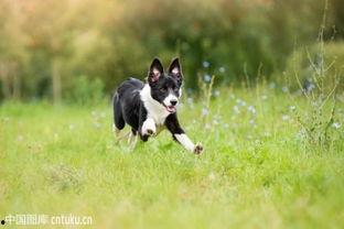 边境牧羊犬打猎视频
